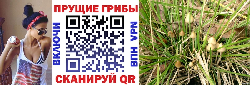 Галлюциногенные грибы Psilocybe Новотитаровская